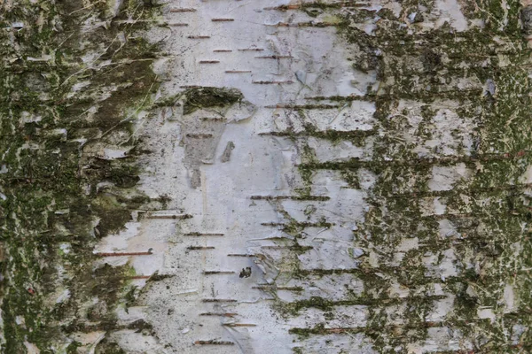 Textura de corteza de árbol — Foto de Stock