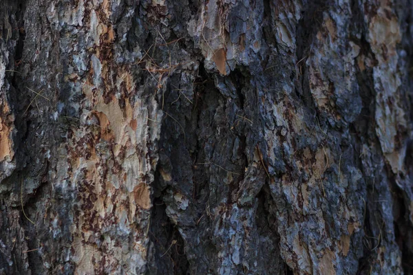 Textura da casca da árvore — Fotografia de Stock