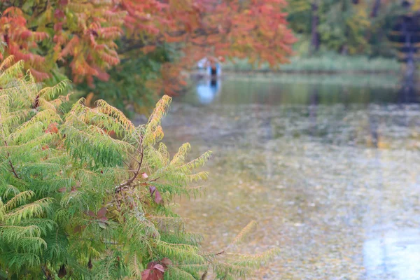 Herfst landschap. Kleurrijke herfst — Stockfoto