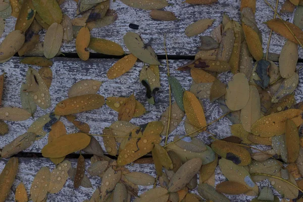 Yaprakları ve yağmur suyu ile sonbahar arka plan damla