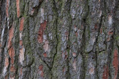 Ağaç kabuğu dokusu