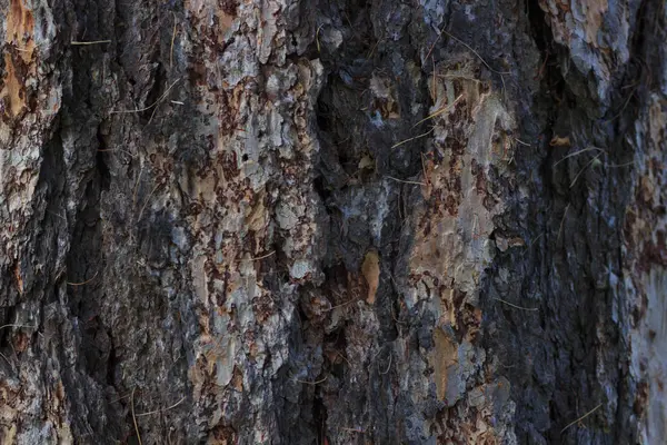 Tree bark texture — Stock Photo, Image