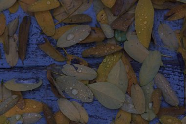 Yaprakları ve yağmur suyu ile sonbahar arka plan damla