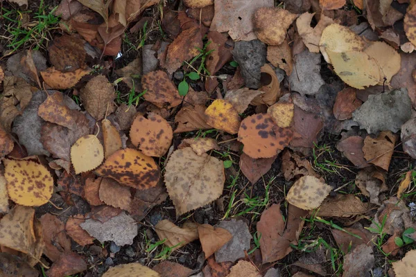Le fond d'automne avec des feuilles et des gouttes d'eau de pluie — Photo