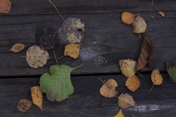 O fundo do outono com folhas e gotas de água da chuva — Fotografia de Stock