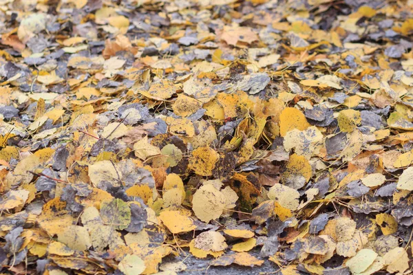 De achtergrond van de herfst met bladeren en regenwater druppels — Stockfoto