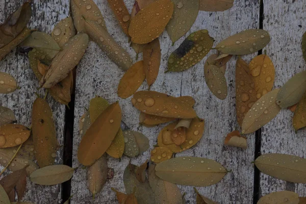 El fondo otoñal con hojas y gotas de agua de lluvia —  Fotos de Stock