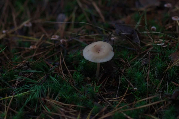 Mashroom nella foresta autunnale, da vicino, effetto sfocatura — Foto Stock