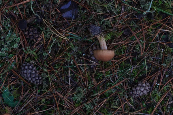 Mashrooms in de herfst bos, close-up, effect vervagen — Stockfoto