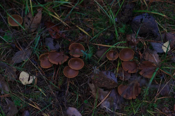 Mashrooms in autumn forest, close up, blur effect — Stock Photo, Image