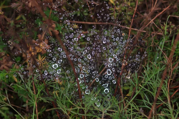 Ιστό της αράχνης στον κήπο με σταγόνες βροχής — Φωτογραφία Αρχείου