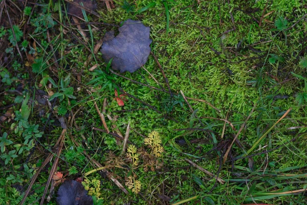 Moss textur, bakgrund — Stockfoto