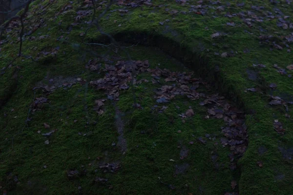 巨大的石头与苔藓亮对茂密的木材 — 图库照片