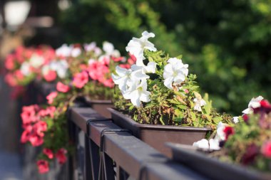Pembe gül, adaçayı, speedwell ve catmint bahçe çiti