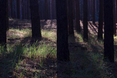 güzel sabah ışık yeşil çim ile kamu parki