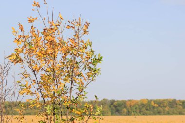 güzel sabah ışık yeşil çim ile kamu parki