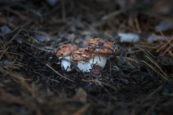 Mashroom i skogen — Stockfoto