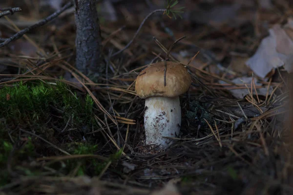 Mashroom na floresta — Fotografia de Stock