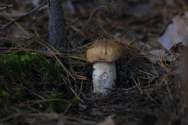 Ormandaki mashroom — Stok fotoğraf