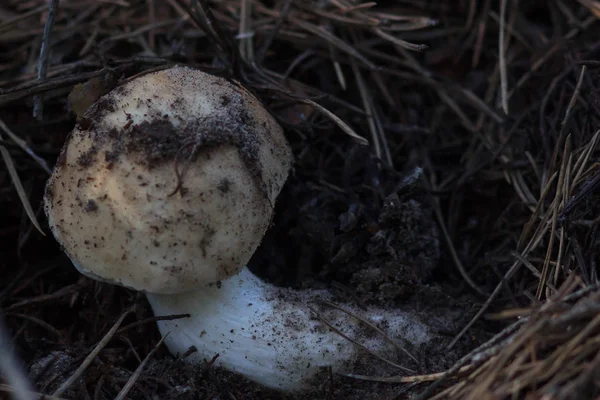 Mashroom nella foresta — Foto Stock