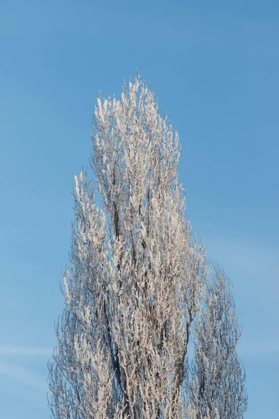 겨울 풍경입니다. 서 리 서 리 나무에. — 스톡 사진