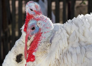 açık havada beyaz Türkiye