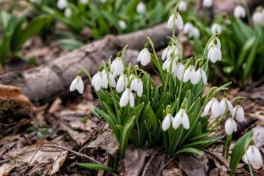 Bahar Park peyzaj. Orman bahar