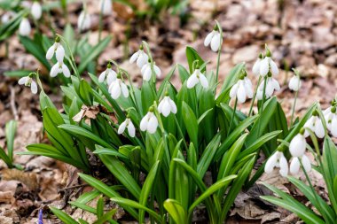 Bahar Park peyzaj. Orman bahar