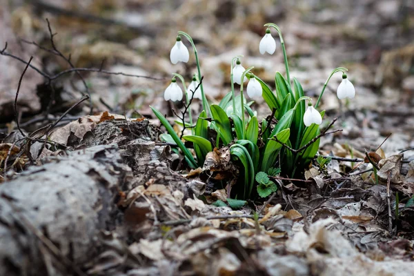 Snowdrop spring flowers.