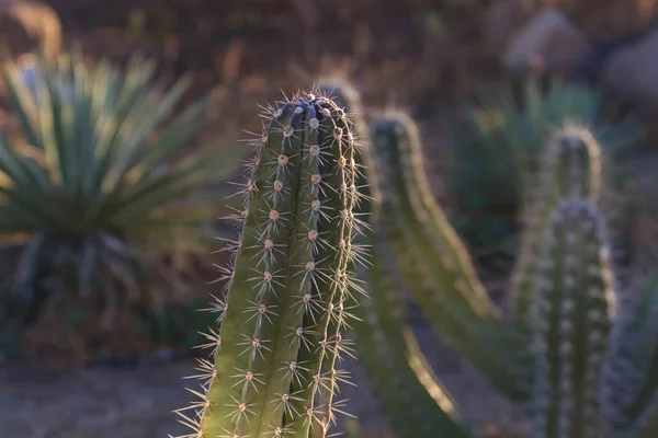 Paisaje de cactus. Cultivo de cactus. Campo de cactus. Jardín de flores. Enfoque selectivo — Foto de Stock
