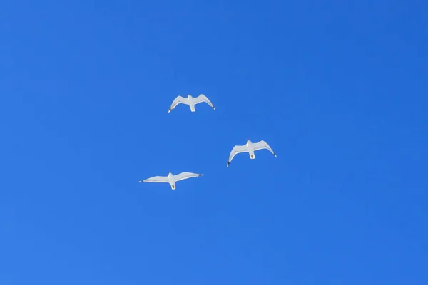 Three Seagulls High Blue Sky — Stock Photo, Image