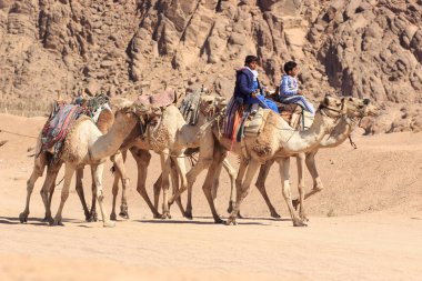 Sharm El Sheikh, Mısır - 24 Ocak, 2018:people Mısır Çölde deve üzerinde seyahat