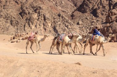 Sharm El Sheikh, Mısır - 24 Ocak, 2018:people Mısır Çölde deve üzerinde seyahat