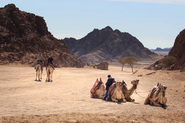 Sharm El Sheikh, Egypt - 24. ledna, 2018:people cestování na velbloudech v Egyptské poušti — Stock fotografie