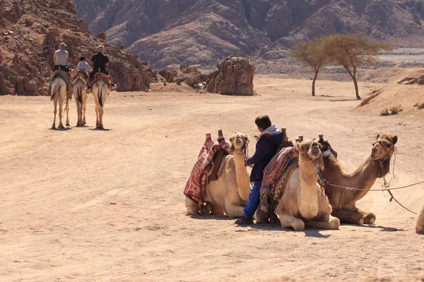 Sharm El Sheikh, Egypt - 24. ledna, 2018:people cestování na velbloudech v Egyptské poušti — Stock fotografie