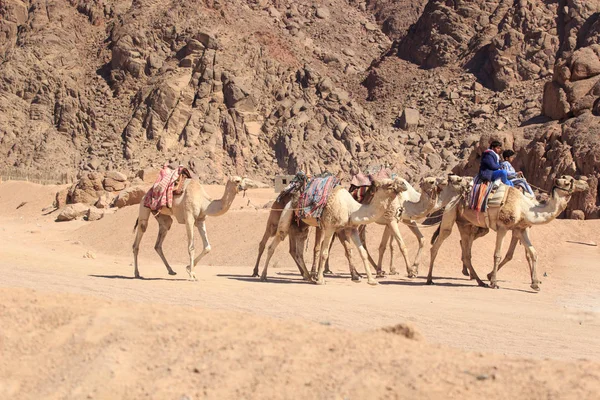 Sharm El Sheikh, Egypten - 24 januari, 2018:people resor på kameler i Egypten öknen — Stockfoto