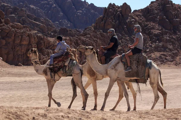 Sharm El Sheikh, Egypt - 24. ledna, 2018:people cestování na velbloudech v Egyptské poušti — Stock fotografie