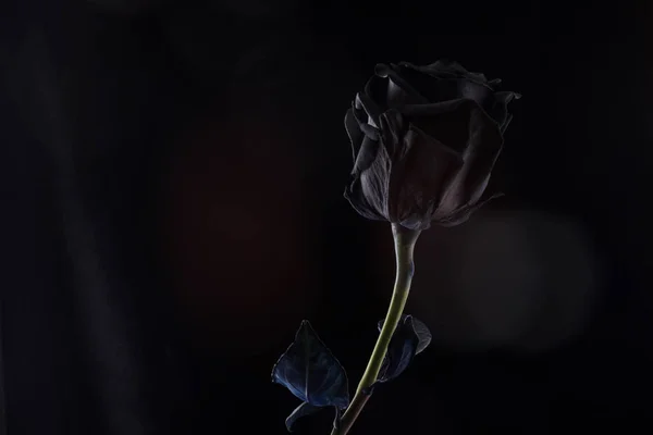 Rose noire sur fond noir — Photo
