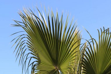 Palmiye yaprağı tasarımınız için. Beyaz arka plan üzerinde izole.