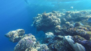 Kızıl denizdeki sualtı mercan resifi.