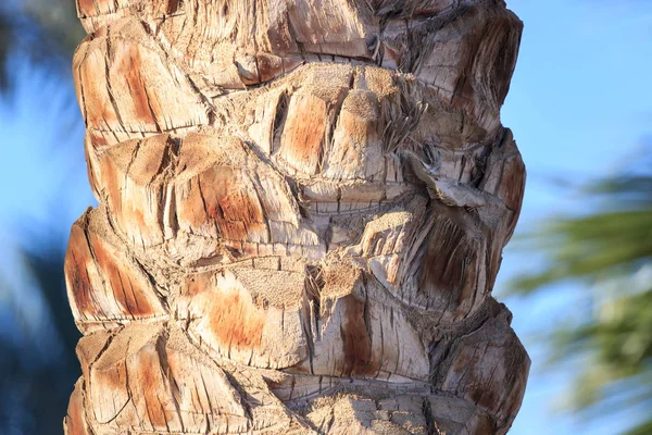 Palma Árvore Tronco Textura Close Foto — Fotografia de Stock