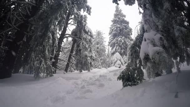 Foresta invernale congelata — Video Stock