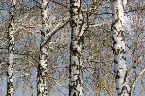 Güzel manzara ile beyaz ağaç. Huş ağaçları parlak güneşli. Sonbahar huş koruda. Huş ağaçları beyaz kabuğu ile mayo. Mayo huş ağaçları