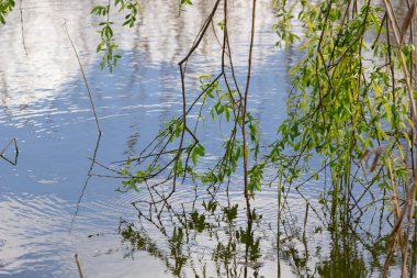 Yazın sakin bir nehirde güneşli bir gün