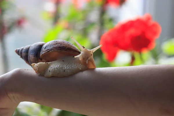 Female hand with giant Achatina snail. Health and skin rejuvenation