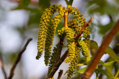 Ceviz blooms. Ceviz genç yaprakları ve önümüzdeki bir şehir arka planda. çiçek ceviz ağacının bahar dalı. Bitkiler Ukrayna tatlım. Çiçekler ve tomurcukları polen toplamak