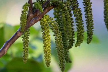 Ceviz blooms. Ceviz genç yaprakları ve önümüzdeki bir şehir arka planda. ceviz ağacı Bahar Dalı üzerinde çiçek.