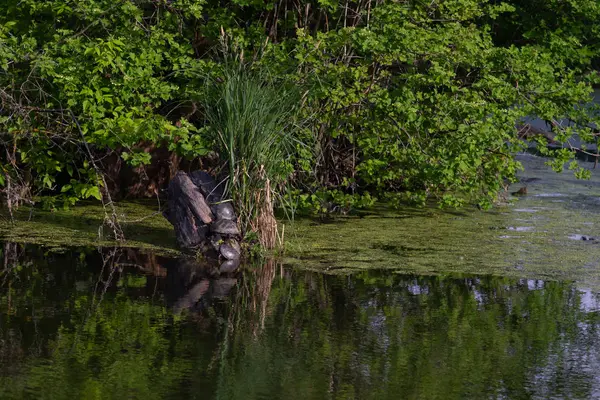 Su kaplumbağaları bir oturum açma yürüyen satırda