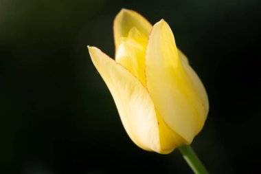 Bahçedeki sarı laleler