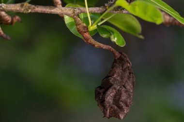 Ağaç çürümüş bitki